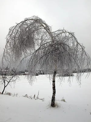 Зимнее волшебство с Ивой: Фотографии в JPG, PNG, WebP