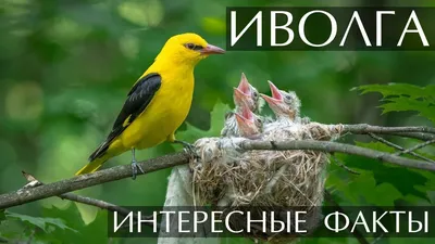 Изображения Иволги: выберите формат для скачивания