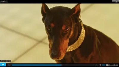 Кадр из фильма Доберман: эпическая фотография в разрешении Full HD
