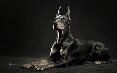 Могущественный пес-охранник: взорви экран с доберманом