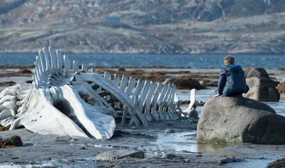 Из фильма кит: величественная морская жизнь на большом экране