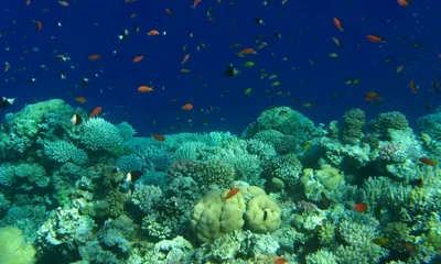 Скачать фотки красного моря бесплатно: доступное удовольствие