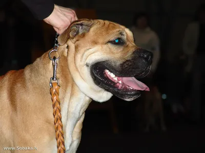 Собаки Ка де Бо: прекрасные фотографии