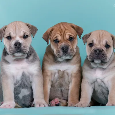 Собаки Ка де Бо: красивые фотографии для печати