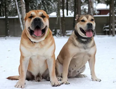 Собаки Ка де Бо: фотографии для любителей породы