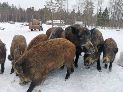 Зимняя атмосфера: Фото кабаны в разных форматах