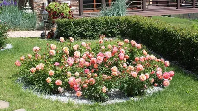 Как создать великолепную клумбу с розами