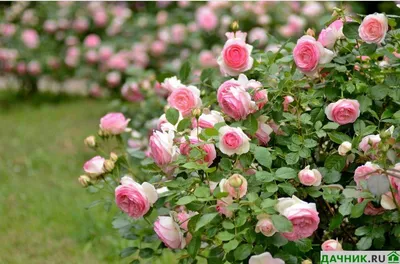 Плетистая роза vs шиповник: фотографии для выбора лучшего
