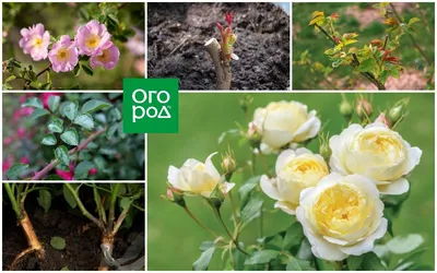 Фотографии плетистых роз и шиповника: выберите идеальную картинку