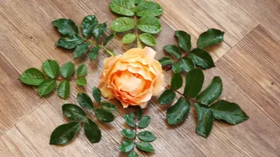 Как отличить плетистую розу от шиповника: фотодоказательства