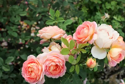 Фотка плетистой розы vs шиповника: как определить, что на изображении