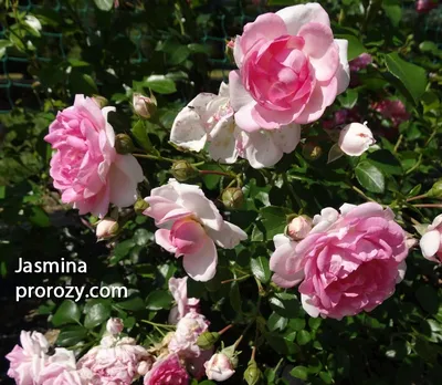 Плетистая роза vs шиповник: фото-противостояние за внимание