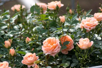 Фото сравнение плетистых роз и шиповника: найдите отличия сами