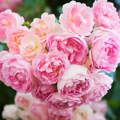 Как отличить плетистую розу от шиповника: более точное представление с фотографиями
