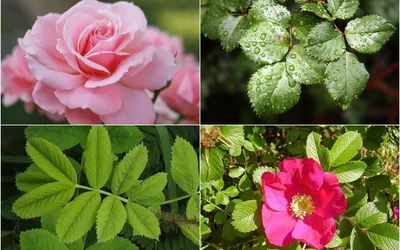 Как отличить плетистую розу от шиповника: подробные фотографии