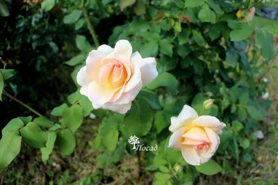 Различия плетистой розы и шиповника: фото-доказательства