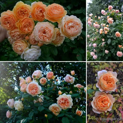 Как выбрать идеальное сочетание размера и формата для фото с розами