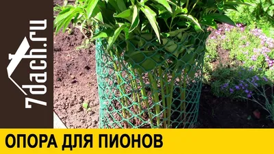 Изобразительный гид по подвязке пионов: лучшие фото