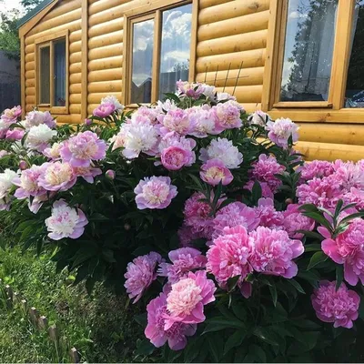 Фотографии и советы по подвязке пионов: лучшая практика