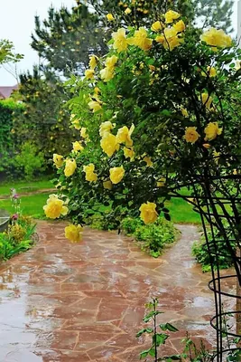 Загадочная красавица: фото плетистой розы