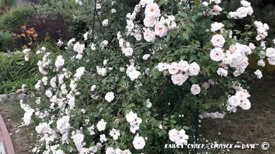 Чудо природы: плетистая роза в формате png