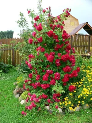 Фотография момента: изображение плетистой розы