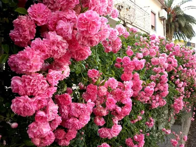 Хрупкость красоты: фото плетистой розы в webp