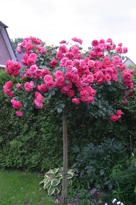 Особая цветовая гамма: плетистая роза на снимке