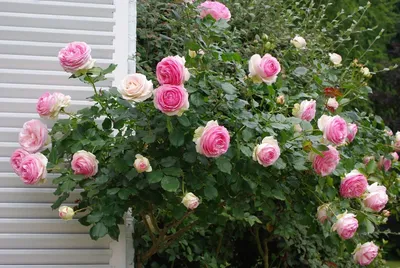 Красота природы: фото плетистой розы с бутона