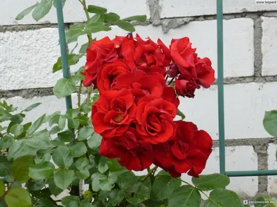 Детали совершенства: фото плетистой розы в лучшем качестве