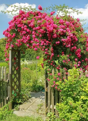 Изысканная красота: плетистая роза в webp