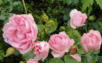 Фотогеничная прелесть: изображение плетистой розы