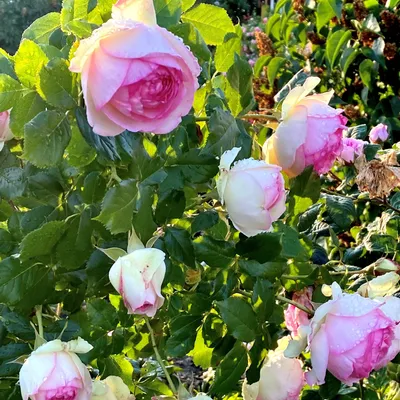 Колорит и изящество: фото плетистой розы в jpg