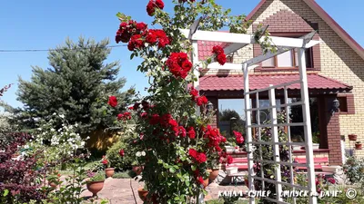 Скачай свою любимицу: фотка плетистой розы