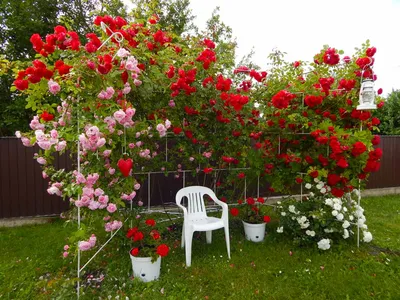 Фотографии и шаги по посадке плетистой розы