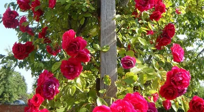 Как правильно посадить плетистую розу: фотографии и советы
