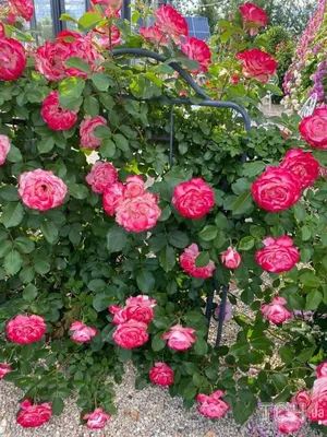 Фотографии и подробное руководство: посадка плетистой розы