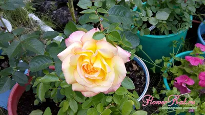Фотографии и советы по посадке плетистой розы