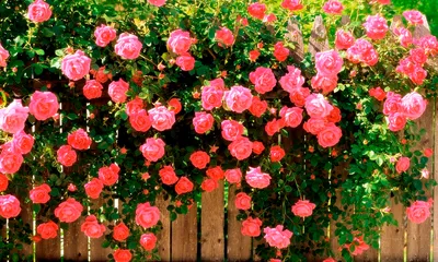 Картинки и советы для правильной посадки плетистой розы