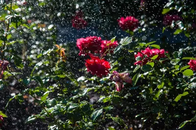 Подробные фотографии: посадка плетистой розы