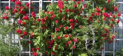 Фото-подсказки по посадке плетистых роз