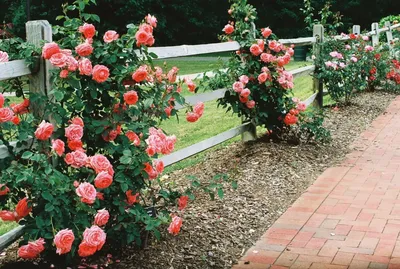 Изображения для посадки плетистых роз: выберите формат и размер
