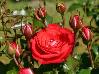 Фотографии и пошаговые инструкции: посадка плетистой розы