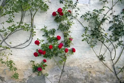 Картинки и советы для посадки плетистой розы