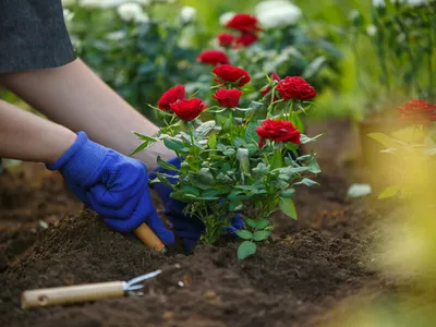 Изображение: как правильно посадить розу в саду