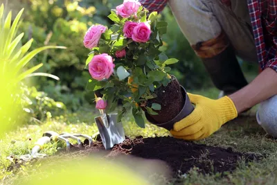 Фото: как правильно сажать розы для начинающих
