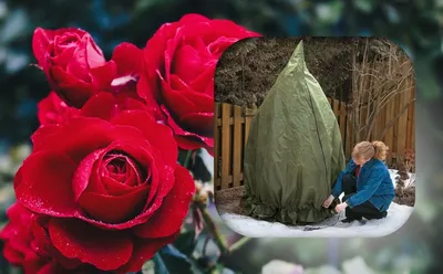 Фотографии роз в разных форматах укрытия на зиму