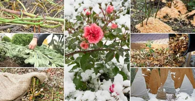 Укрывание роз на зиму: фотографии