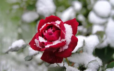 Фото процесса укрывания роз на зиму