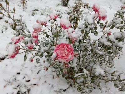 Укрываем розы на зиму: фотообзор
